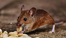 24 Hour & Emergency Exterminators in Chestnut Hill Cove, MD